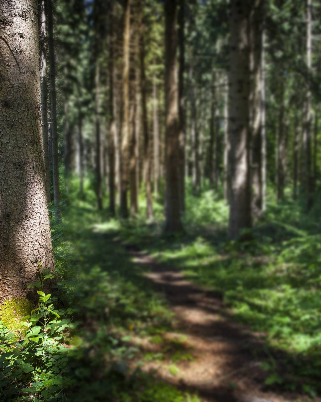 Naturbegräbniswald Jonkerbos